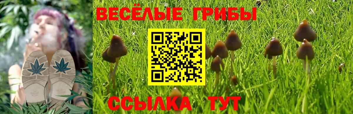 Галлюциногенные грибы Psilocybine cubensis Асбест